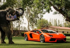 Lamborghini Aventador P700 4, оранжевый, вид спереди, отражение, слон, деревья, ограждение, здания, фоны, заставки
