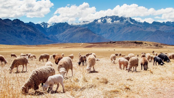 Перу, овцы, поля, горы, небо