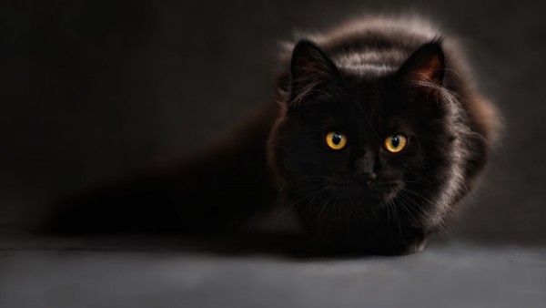 скачать картинку черного кота