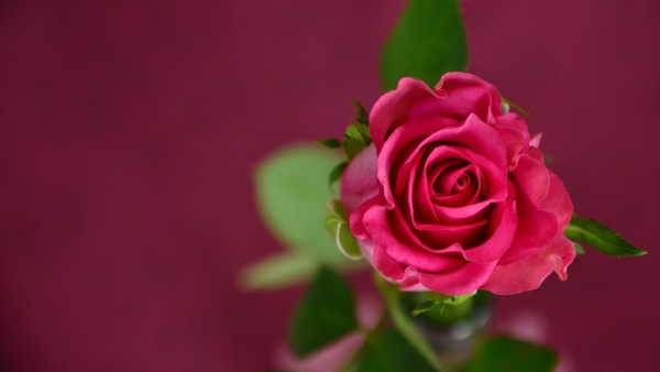 Розовая роза заставки 