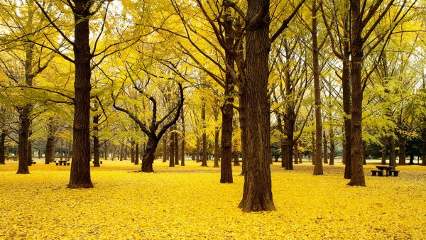 Падение Гинкго, Деревья, Осень, Япония, пора года, HD, листва