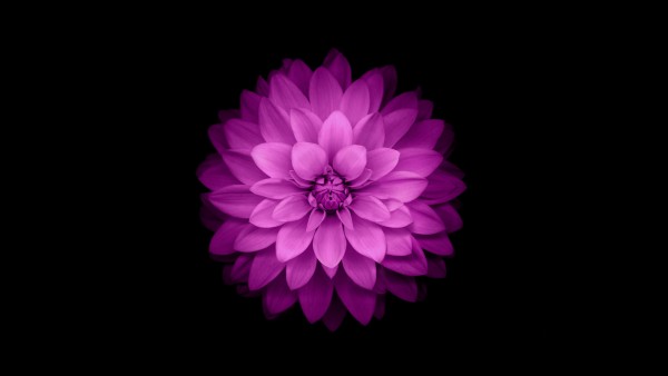Цветок для iPhone картинки