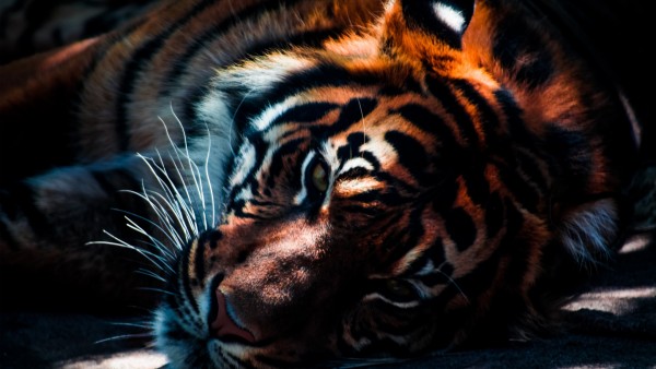 Тигр крупным планом фото