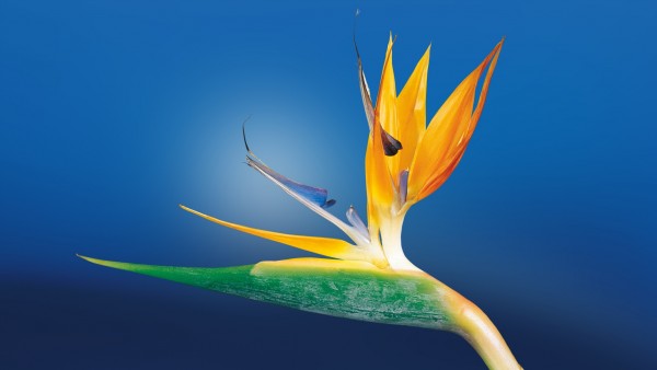 Стрелитция, Strelitzia, цветок, природа, 1920x1080
