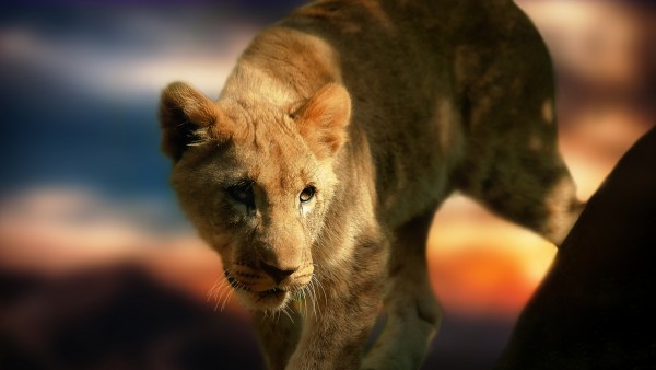детеныш, lion, cub, львенок, лев, котик