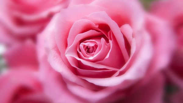 красивый розовый цвет розы скачать обои бесплатно