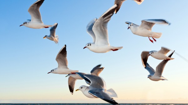 seagulls, чайки, птицы, клюв, небо, полет, стая