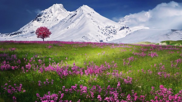 Горные заснеженные вершины на фоне красочного поля цветов