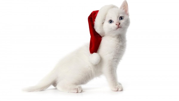 Белый котик в новогодней шапке