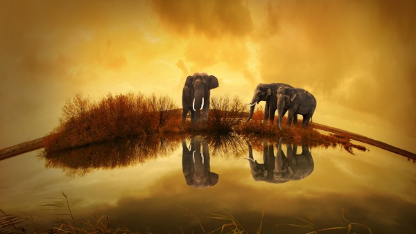 Слоны, слон, тайланд, озеро, шар земной, абстрактные