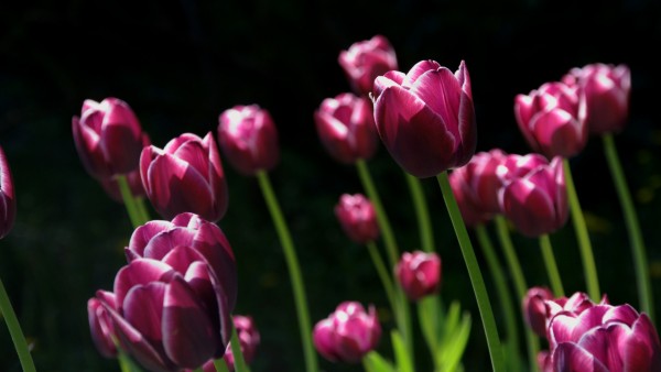 Весной розовые тюльпаны обои hd