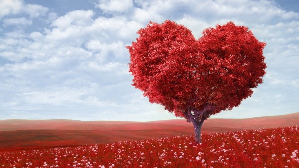 Красное сердце, любовь, романтика, дерево, поле, небо