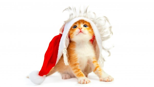 Милый рыженький котенок в новогоднем одеянии