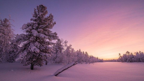 морозный рассвет, лес, зима, природа, деревья, снег, пейзаж широкоформатные обои