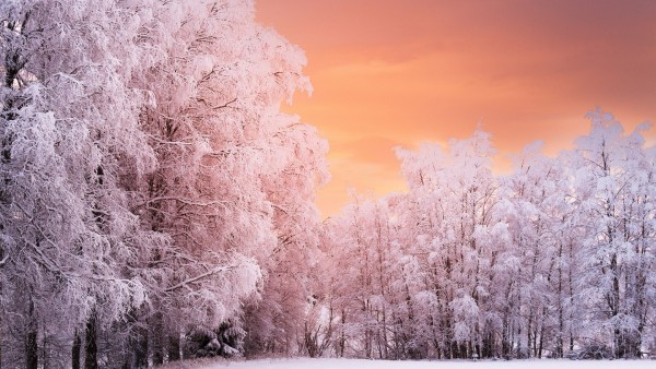 Зимний лес покрытый снегом красивые широкоформатные обои