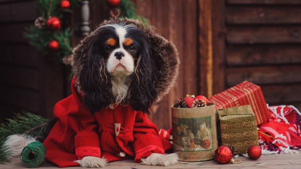 доска, пес, собака, пальто, коробки, подарки, праздник, новый год, рождество