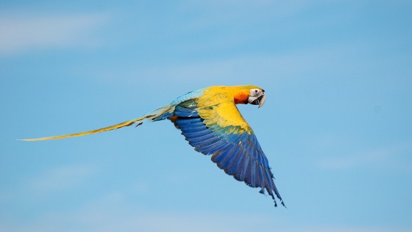 Летающая ара попугай в небе обои широкоформатные