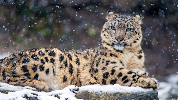 Снежный леопард обои HD на рабочий стол