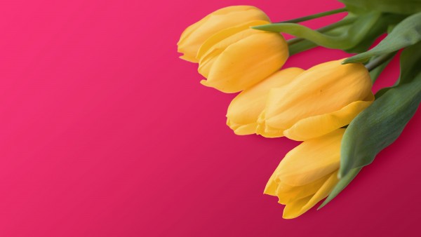 Желтые тюльпаны 4K обои - Обои для рабочего стола, картинки, фоны, заставки  скачать бесплатно