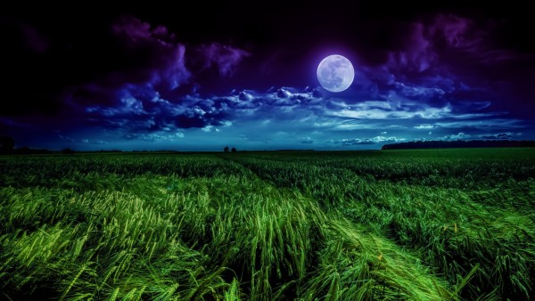 Красивые обои полной Луны на фоне пшеничного поля