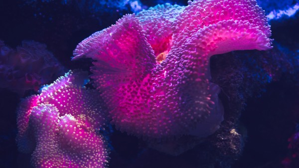 Цветные коралловые рифы обои