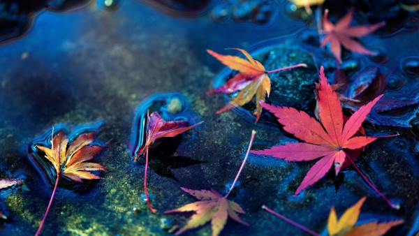 Кленовые листья, осень, листва, фото