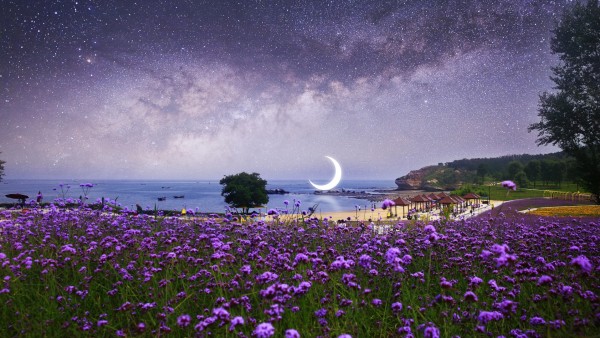 Ночь, пляж, луна, цветы, море, природа, картинки