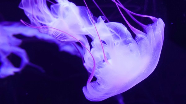 Фиолетовая медуза обои 4K