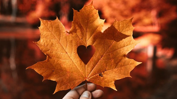 Осенний лист, любовь, сердце обои HD