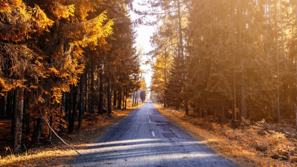 Осенняя дорога в лесу обои HD
