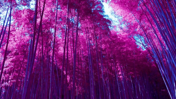 Инфракрасная Арасияма бамбуковая роща лес обои 
