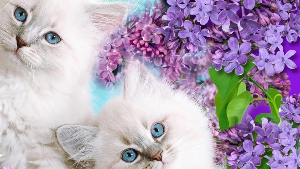 Красивые белые пушистые котята на фоне цветов