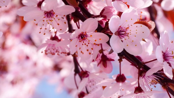 Фото цветущего дерева вишни весна