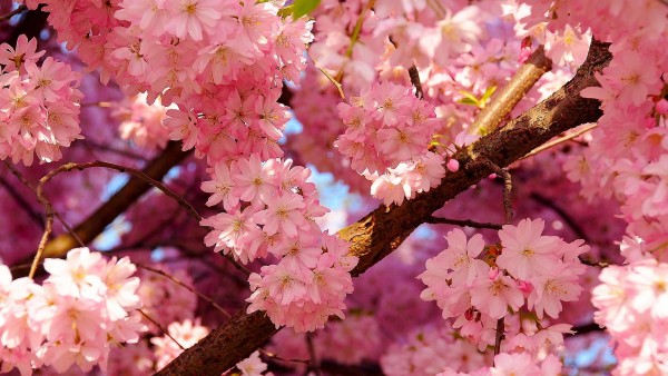 Цветение вишни дерева