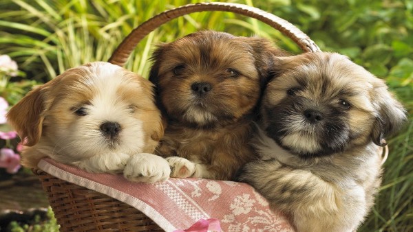 Три милых щененка собачки в корзинке