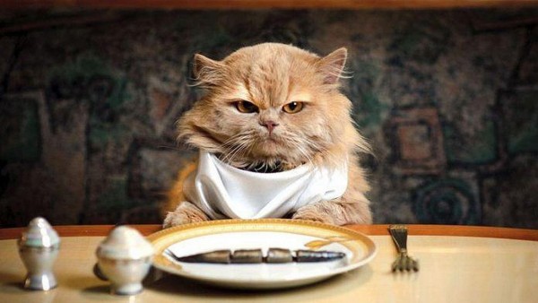 Прикольный пушистый кот за столом кушает как человек