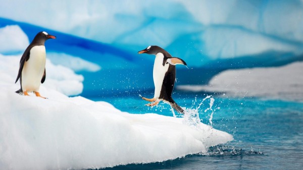 Яркие обои пингвинов фэнтези обои