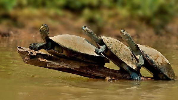 Три черепахи на бревне на пруду