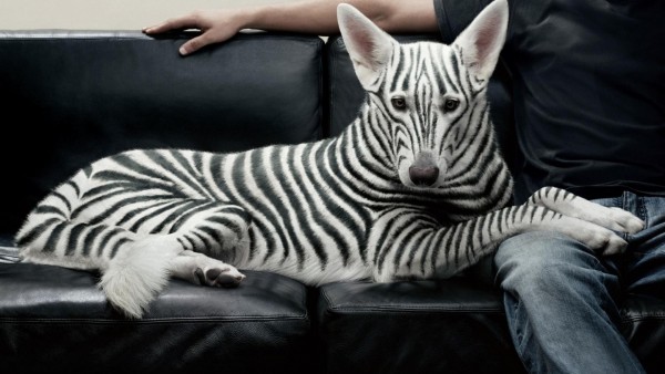 Зебра-собака креативные обои
