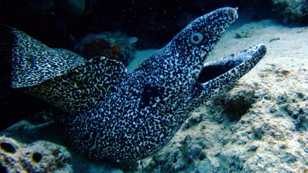 Угри подводный мир обои морских обитателей