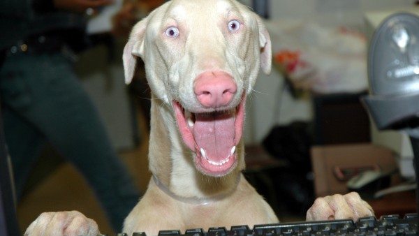 Собака с открытым ртом за компьютером