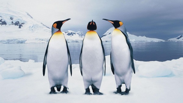 Три пингвина обои скачать