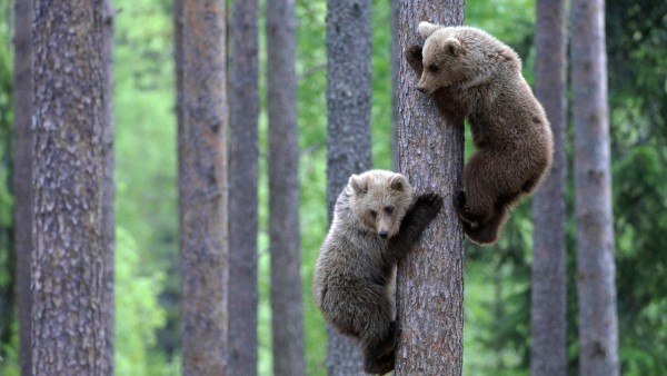 Два бурых медвежонка на дереве обои