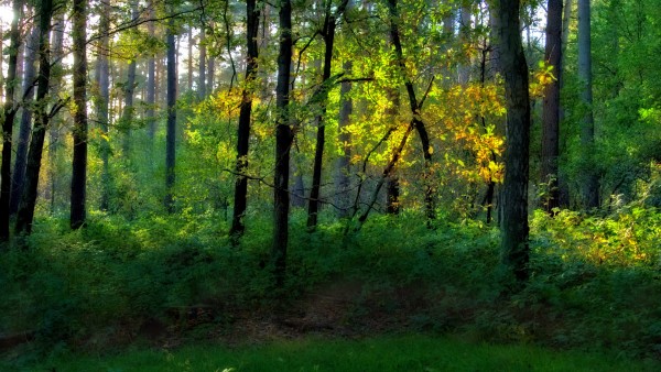 Обои леса, зеленые деревья фото