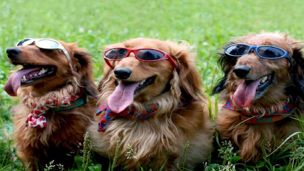 Веселые собачки в солнцезащитных очках