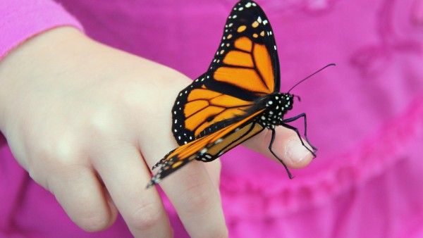 Бабочка на пальчике ребенка