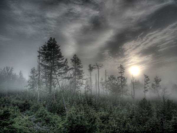 Деревья, лес, небо, туман, тучи, погода