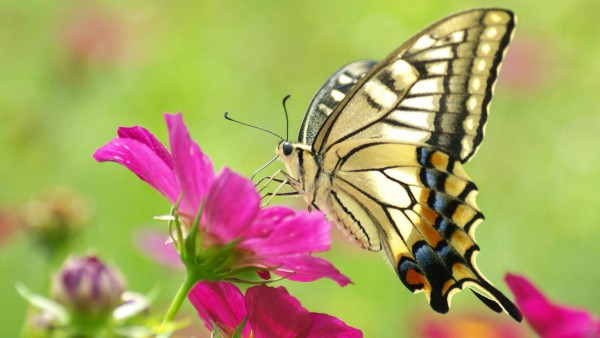 Красивые картинки бабочки скачать бесплатно