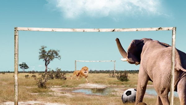 Лев играет в футбол против слоны обои, смешные фото