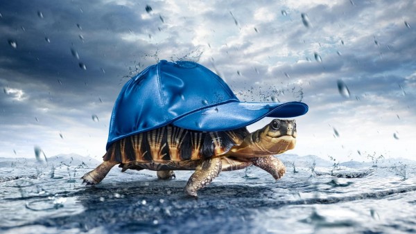 Креативные картинки черепахи в кепке скачать бесплатно